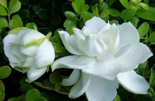  [栀子花]最厉害的养花营养液：给栀子花喝一勺，叶片翠绿，花开满枝头！