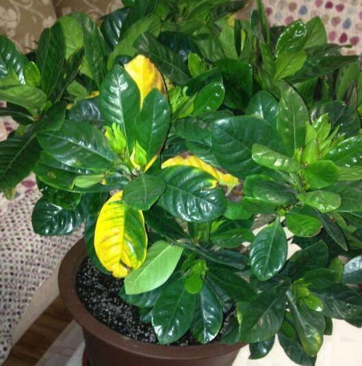  栀子花|养栀子花，花朵洁白，叶子四季翠绿，开花多，比茉莉更香!