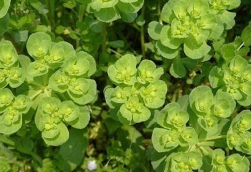 这草的根茎掰断有“牛奶”农村娃把它当玩物，药农却直言太浪费