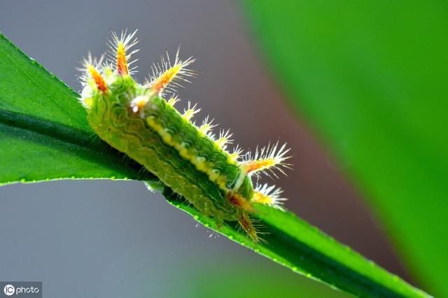 在农村被“洋辣子”蛰了怎么办？老农：不要着急，解药就在它身上