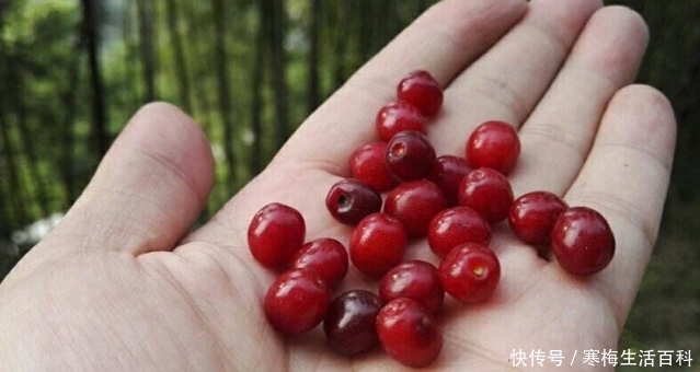  [果实]人称“山里红”，果实很珍贵，70元一斤，家乡见过吗？