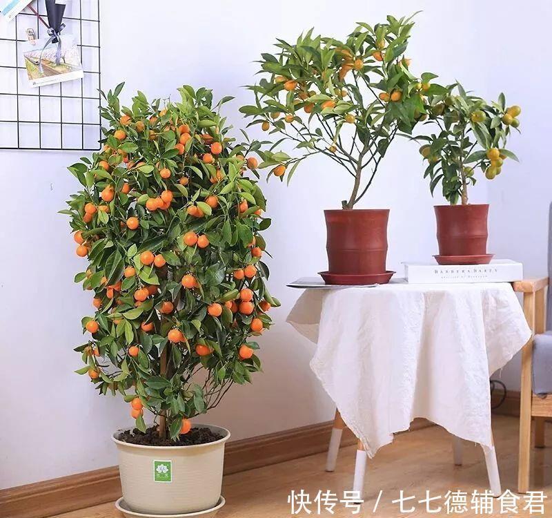  [冬季室内]离过年只剩十几天，这15种花年味十足，再不准备就迟了