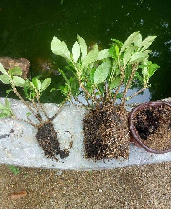  根活■给栀子花换盆，别缺少了这一步，不然，黄叶烂根活不久