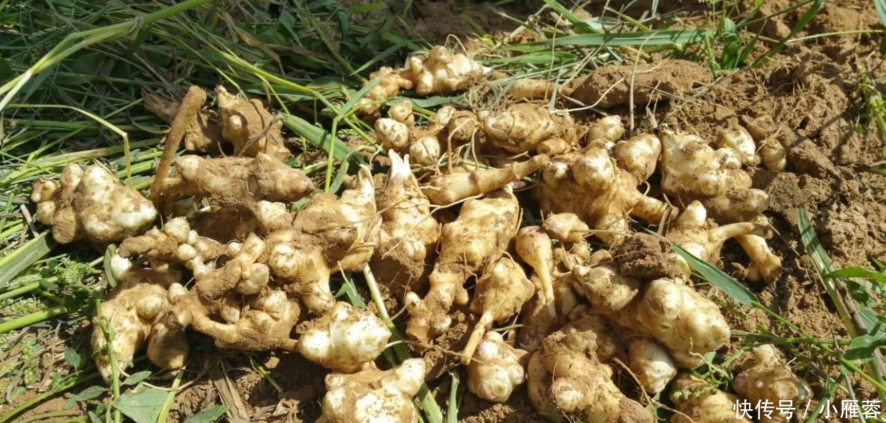  蔬菜■扔土里就能活，种一棵长一片，常遭农民嫌弃，却在国外成