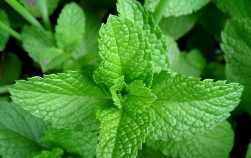  『虎皮兰』卫生间湿气、臭味重，这“5种”绿植轻松助你解决问题！