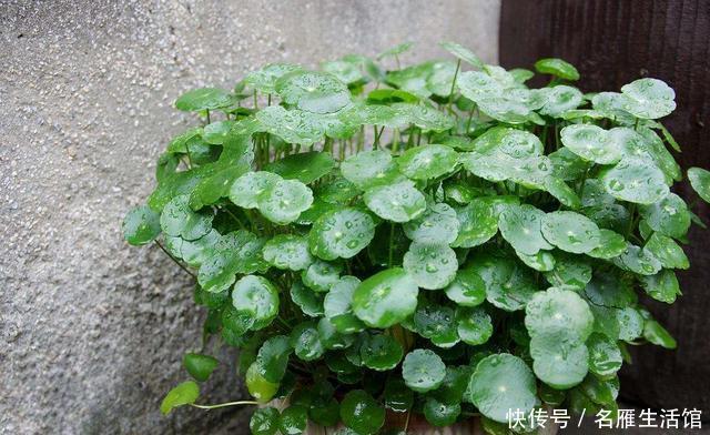  「水培的铜钱草」开春如何养铜钱草？记住1个“小步骤”，绿叶挤满盆，叶片圆又大