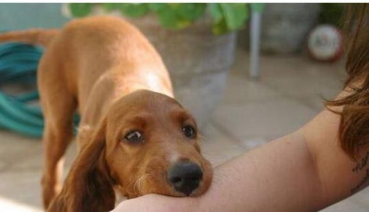 狂犬病潜伏期长达20年？别再被谣言所欺骗了！都是瞎编的！