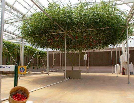 巨型番茄树, 单株番茄树可产番茄32000个