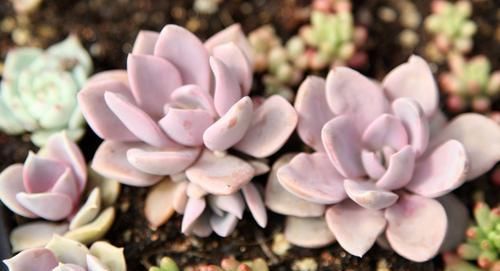 「生长」多肉植物黑腐是否是浇水造成的，多肉植物如何浇水？