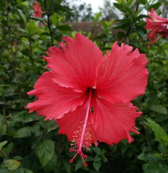  「鱼悦」雾里看花钓鱼忙，东风鱼儿把口开，鱼悦的一天