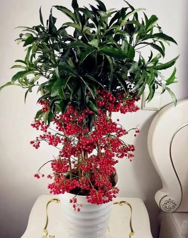  观赏价值极■家养六种“富贵花”，吉祥又如意，富贵又生财，人人都喜欢