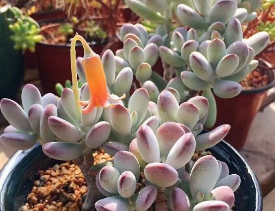 「理腐败」多肉植物底部叶子干瘪枯萎怎么办