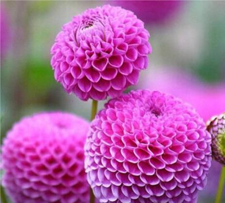  「花径」开花最大的花，花径比人脸还要大，花色绚丽多彩，美让你窒息