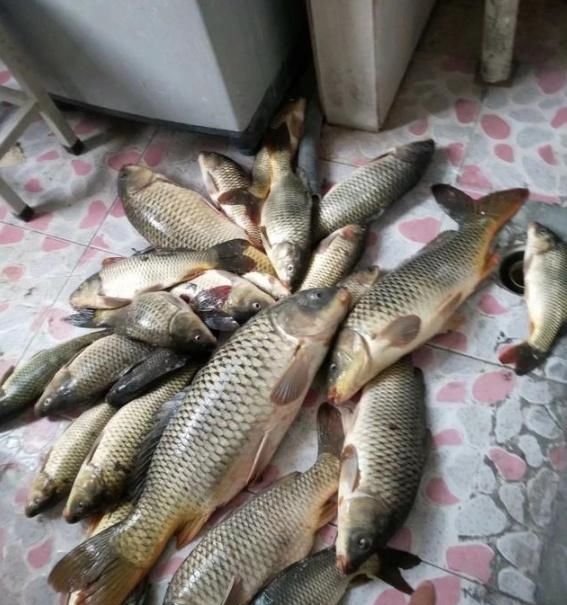  「淀粉」炸鱼时，到底是用面糊还是淀粉？很多人弄错，怪不得不够酥脆