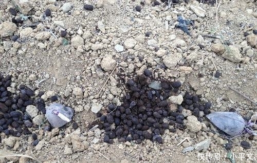  我国■引入我国4百多年，一直不受种植，近年来逐渐走红，20元一