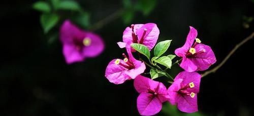  植物@养护三角梅，只需“三招”不开花问题，让花朵簇拥枝头