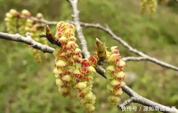  [树木]世界上最“孤独”的树，全世界仅中国有1棵