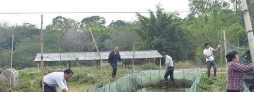  牛蛙价格@5年前开始禁养，价格突然暴涨，60元一斤，农民：价格