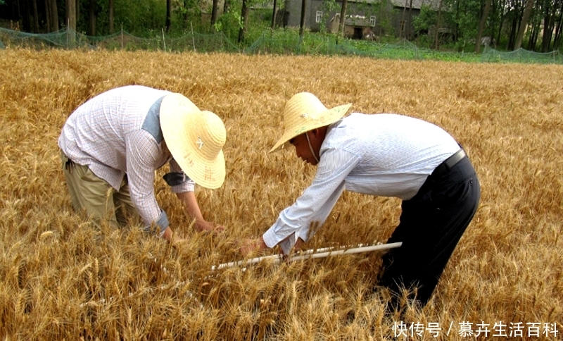  「补贴」好消息！60、70年代交公粮的农民，每月有望多领几百元