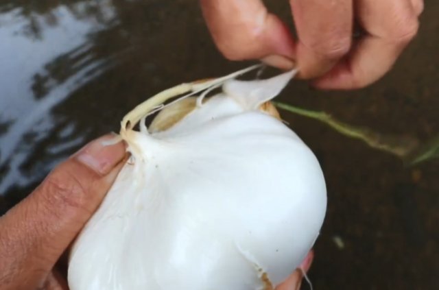  北方人■一根藤蔓长一颗果实，农民挖起来当水果吃，但很多北方