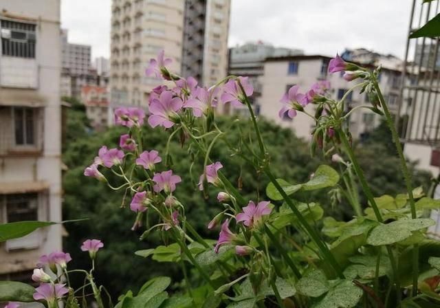  #万物#酸咪草凤仙花桂花果，有他们在的地区，万物皆满春！