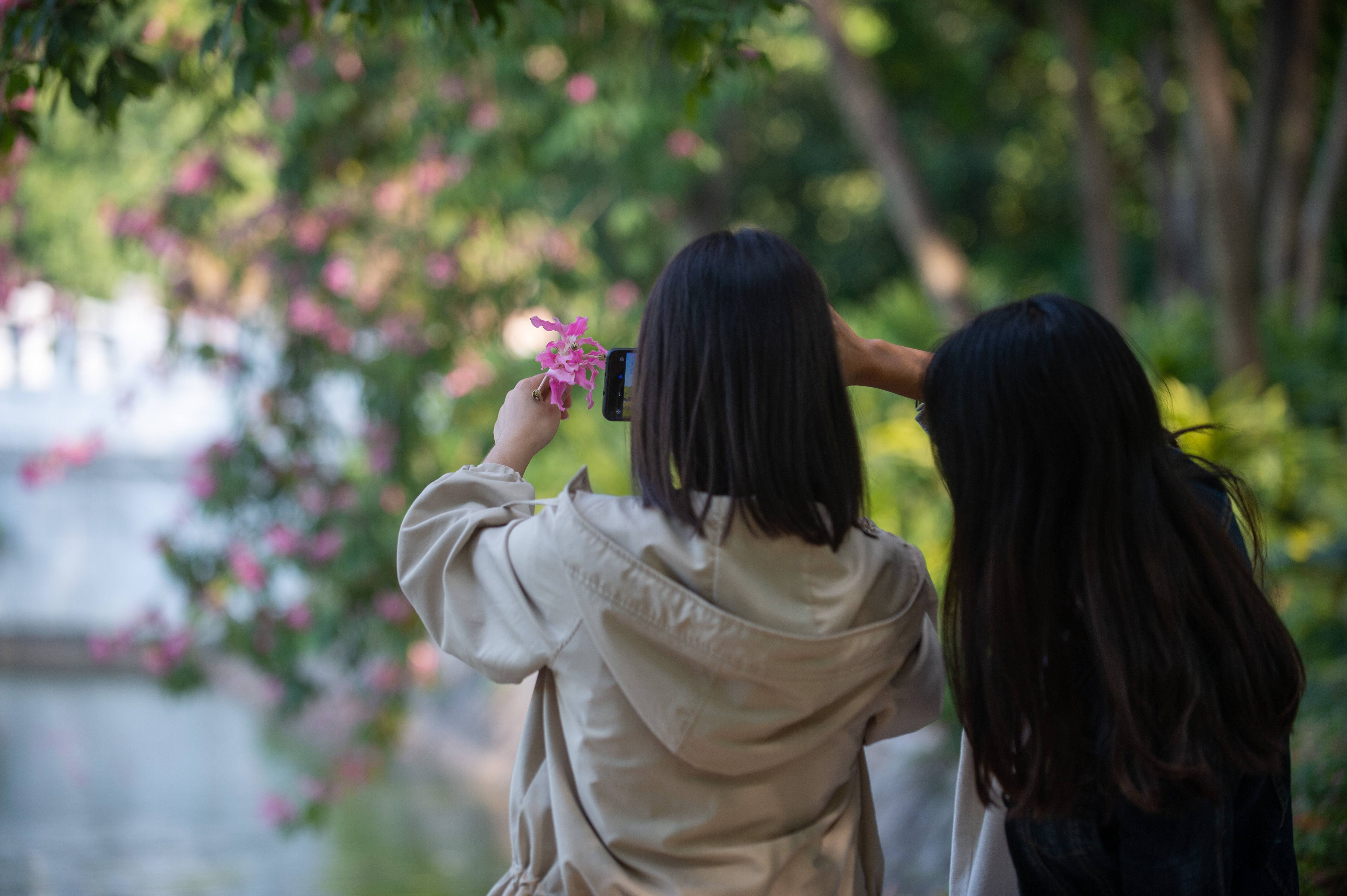 图集|美！华师校园异木棉惊艳绽放,最浪漫粉色来袭