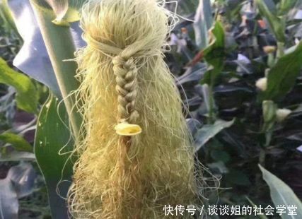 父亲带女儿回农村掰玉米，半晌没动静，回头看去直夸女儿有才