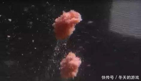 颗粒比较小:打窝来鱼快?还是搓饵抽窝来鱼快?懂了上鱼更快