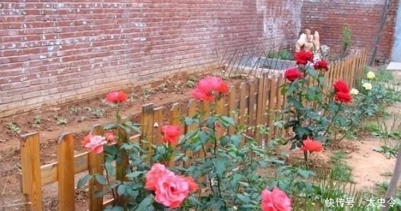  庭院|乡村的庭院，大家为什么这么喜欢