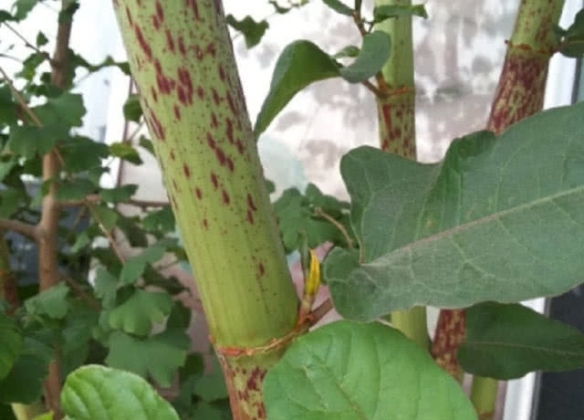 此种野草人称“川筋龙”，目前药用价值极高，你们老家还有吗？