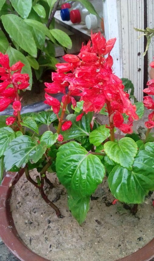  土壤■乡下常见的一种花，姥姥叫它“一串红”，花芯甜甜的，你吃过吗