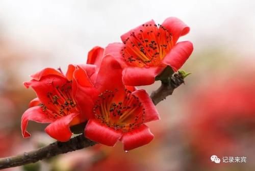  花瓣上的雨■来宾木棉花又开，惊艳了谁的时光？