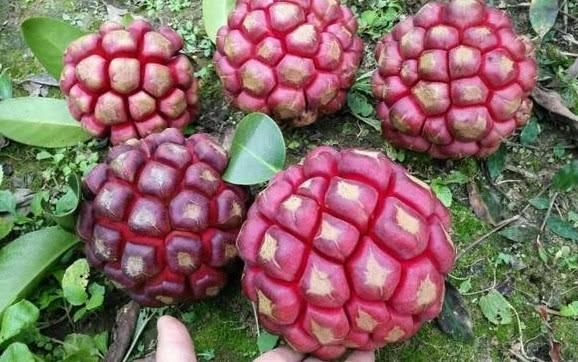  【种植】农民种植浑身是“雹”的水果，1斤卖到50元，你吃过没？