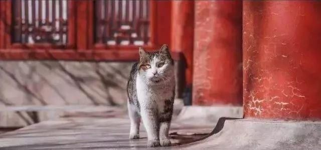 走！去故宫吸猫，181只皇家猫全都撸一遍