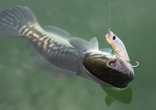 中国路亚钓鱼人远征苏门答腊,前去消灭泛滥成灾的金线多曼鱼