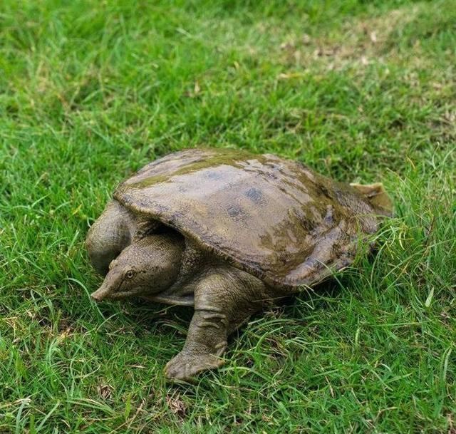 泗洪市民捕获26.6斤野生甲鱼，没人收购将放生, 你怎么看？