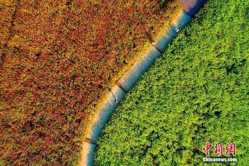 航拍安徽合肥四季花海秋景 层林尽染五彩斑斓