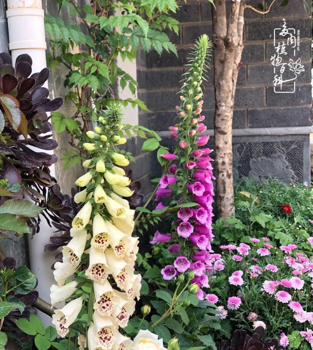  「院里」在茜的多肉小院里,花时间种快乐!