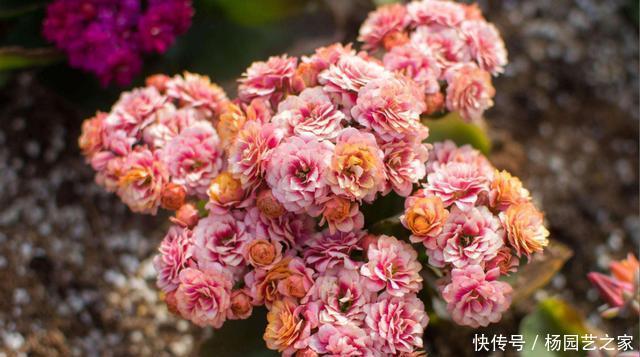 【很大】3种花花量很大,肉嘟嘟的叶片很漂亮,寓意美好适合家养,美极了