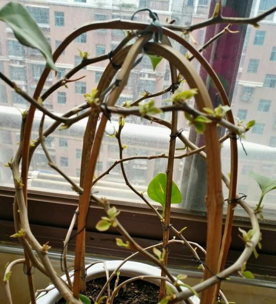  『花篮式』三角梅新养法，找根铁丝绑一绑，变成一个大花篮！