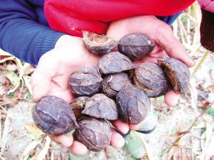 过去是农民的心头恨，如今却靠它发了财，每亩产值高达28000元！