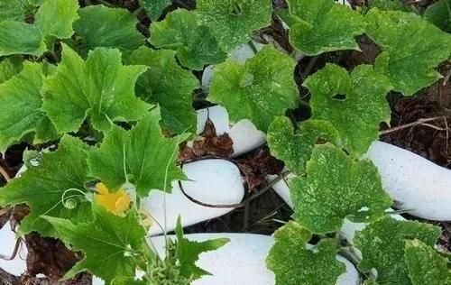  『瓜有』卖价贵3倍！这种“堆堆瓜”能自然存放1年，啥瓜有这么神奇？