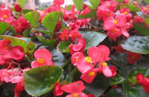  越养越@4种花，现在养一盆正当时，大气上档次，越养越喜欢