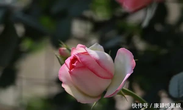 艳羡@当博士遇上玫瑰,碰撞出令人艳羡的玫瑰秘园
