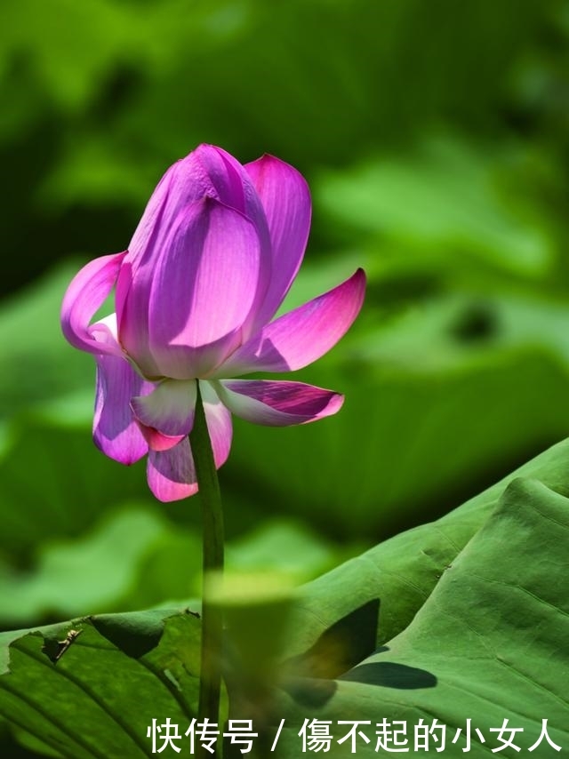 苏北小镇，隐藏着万亩荷花荡