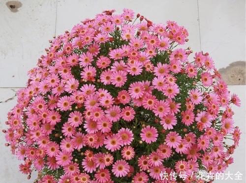  『花儿』4种花，是好养的“开花机器”，阳台养一盆，花儿天天开爆盆