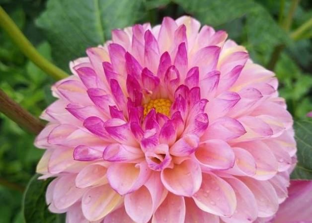  【凤仙花】家养4种旺运花，吉祥又喜庆，病虫害少，养护比较简单