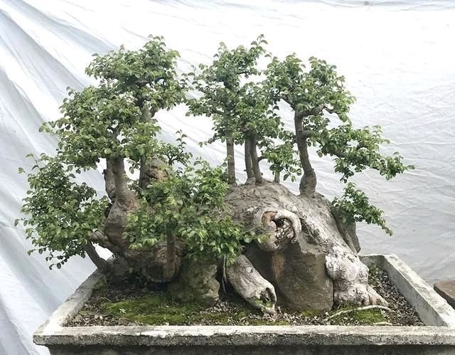  『朱立明』欣赏朱立明的盆景，学会体贴！