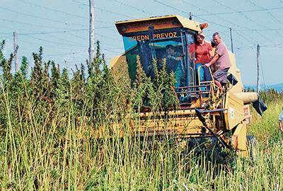 加拿大还不知悔？继油菜籽之后，加国又一农产品被禁止入境