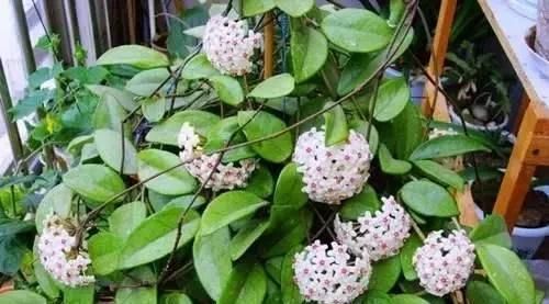  「种喜」3种喜阴花，放在北阳台，少晒太阳，少管它，清清爽爽开满花